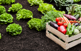 Homestead Garden