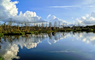 My 40 Acres In Beautiful South Florida
